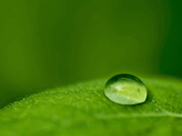 LD防腐高效防水剂